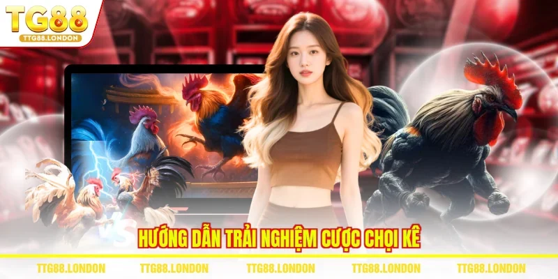 Hướng dẫn trải nghiệm cược chọi kê