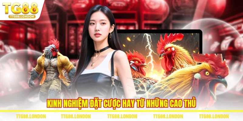 Kinh nghiệm đặt cược hay từ những cao thủ