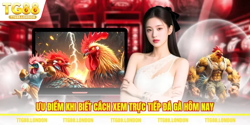 Ưu điểm khi biết cách xem trực tiếp đá gà hôm nay